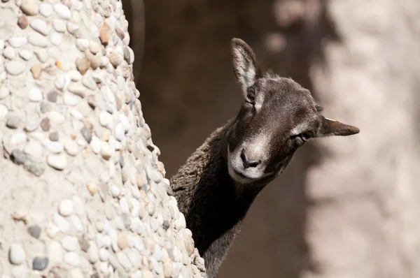 アトラス mouflon、女性 — ストック写真