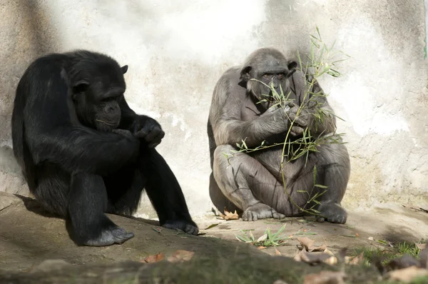 Dois chimpanzés no zoológico — Fotografia de Stock