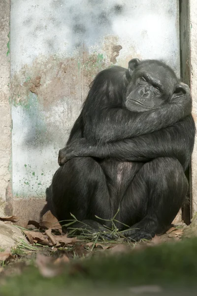 Chimpanzee sleeping near a door — Stock Photo, Image