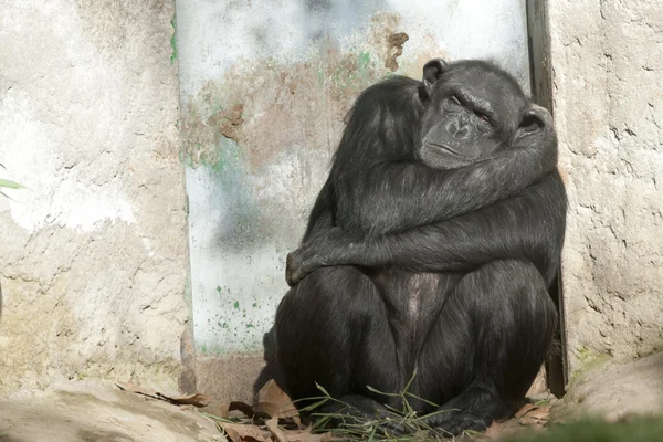 Chimpanzé dormindo perto de uma porta — Fotografia de Stock