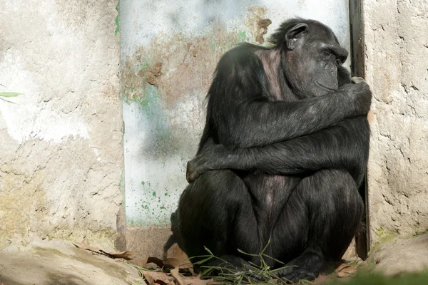 Chimpansee slapen in de buurt van een deur — Stockfoto