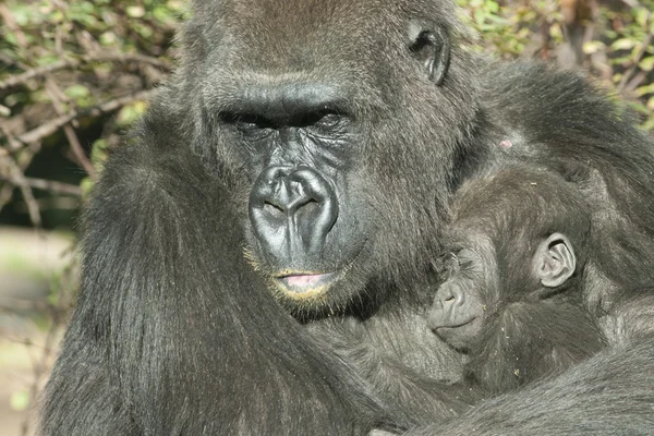 Gorilla Mother and the baby — Stock Photo, Image