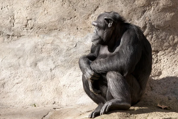 Chimpanzé olhando — Fotografia de Stock