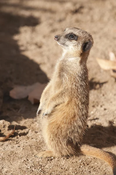 Suricate vagy mongúz vagy Szurikáta — Stock Fotó