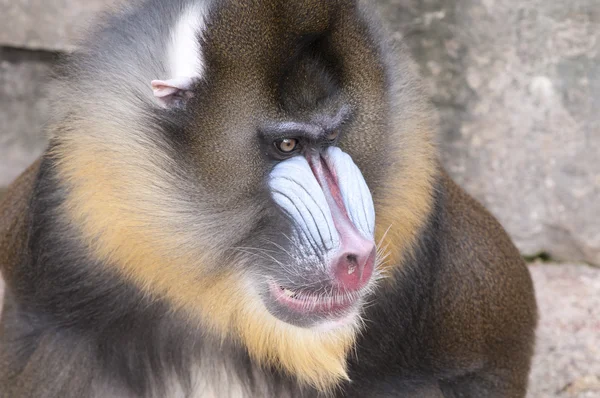 Retrato de macaco de broca — Fotografia de Stock