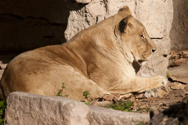 Lioness resting — Stock Photo, Image