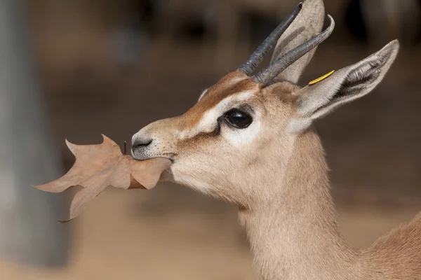 Dorcas Gazelle Retrato — Foto de Stock