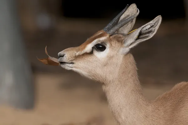 Dorcas gazelle portret — Stockfoto