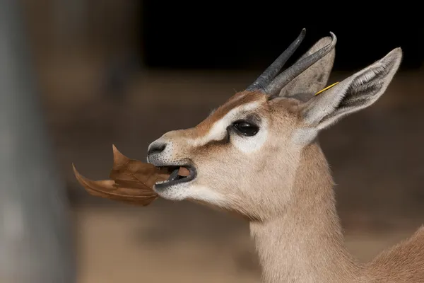 Dorcas gazelle portret — Stockfoto