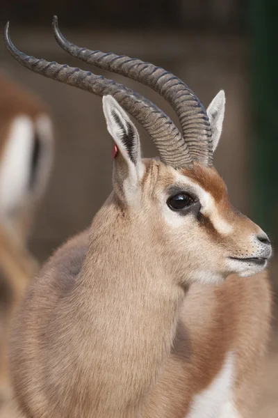 Dorcas Gazelle Retrato — Fotografia de Stock