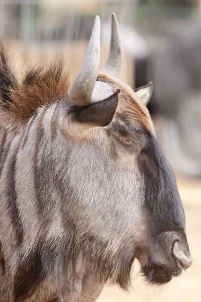 GNU porträtt — Stockfoto