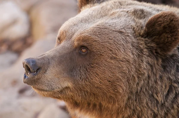 Orso bruno Portrair — Foto Stock