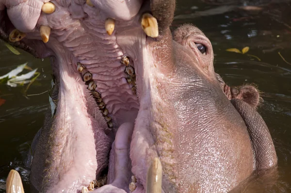 Ağzı açık su aygırı.