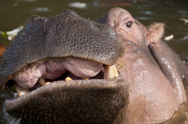 Ağzı açık su aygırı.