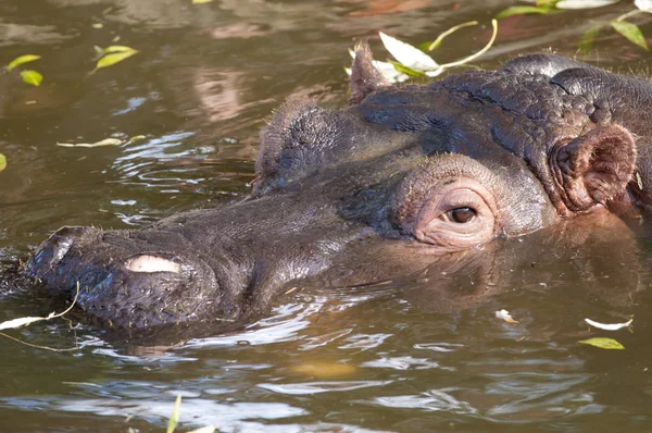 Retrato de hipopótamo —  Fotos de Stock