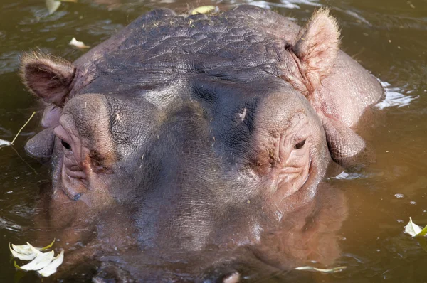 Hippopotamus portræt - Stock-foto
