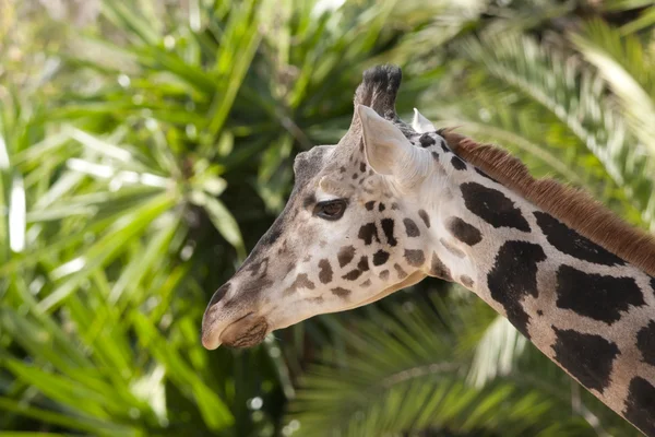 Giraff porträtt — Stockfoto