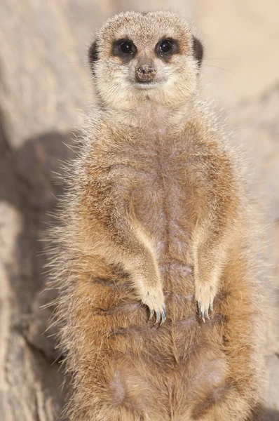 Suricate nebo mongoose nebo Surikata — Stock fotografie