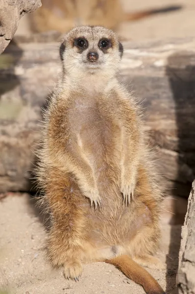 Suricate 또는 몽구스 meerkat — 스톡 사진