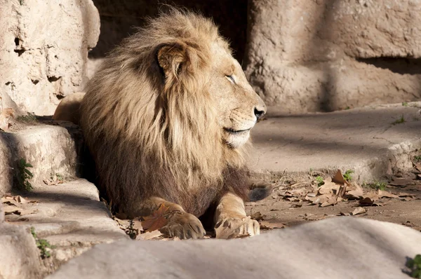 Lejonet vilar — Stockfoto
