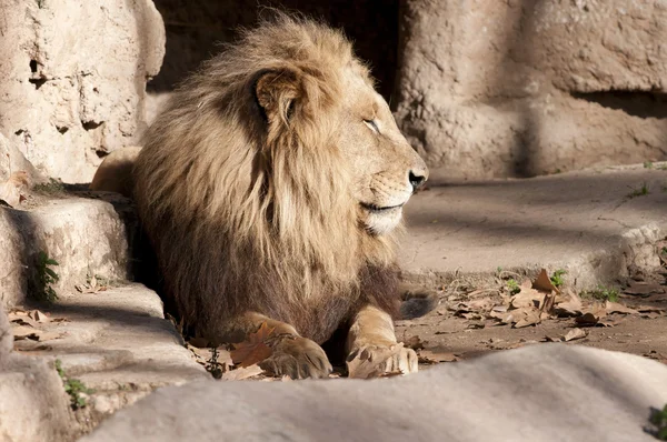 León descansando — Foto de Stock