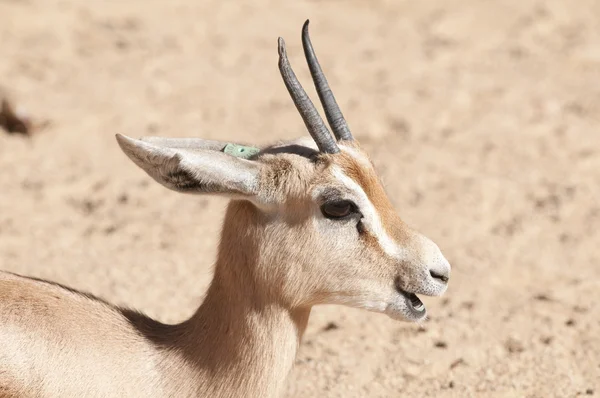 Dorcas Gazelle Porträt — Stockfoto