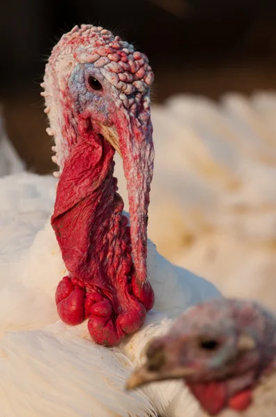 Beyaz Türkiye portresi — Stok fotoğraf