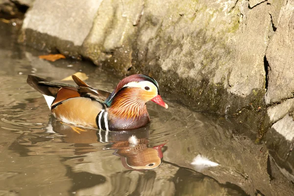 Mandarin Duck Drake — Stock Photo, Image