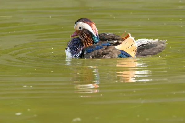 Kachnička mandarinská drake — Stock fotografie