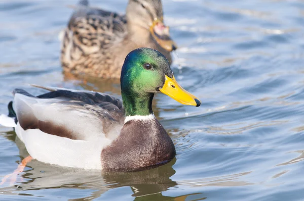 Mallard Duck Drake — Stock Photo, Image