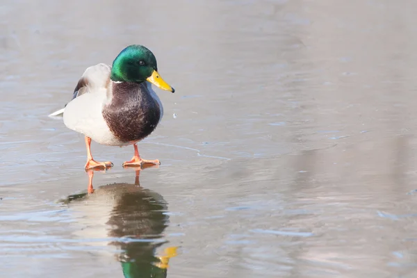 Canard colvert Drake — Photo