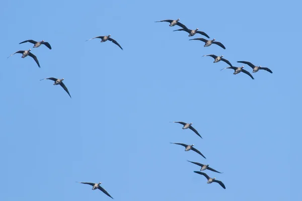 Bandada de gansos frentes blancos —  Fotos de Stock