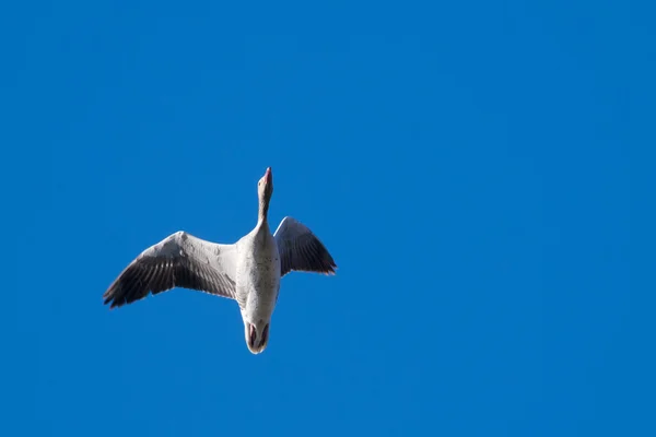 Greylag Goose en vol — Photo