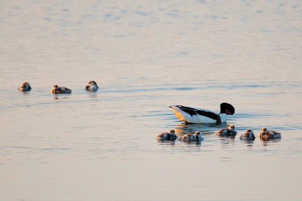 Ortak shelduck ailesi — Stok fotoğraf