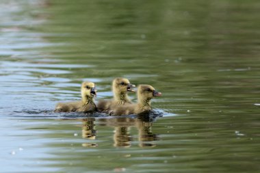 su üzerinde ördek yavrusu