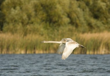 Tuna Deltası'nda sessiz Kuğu