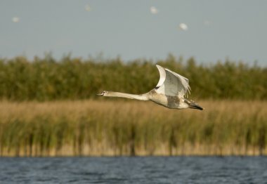 Tuna Deltası'nda sessiz Kuğu