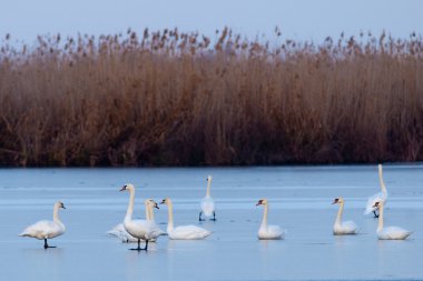 Tuna Deltası'nda sessiz Kuğu