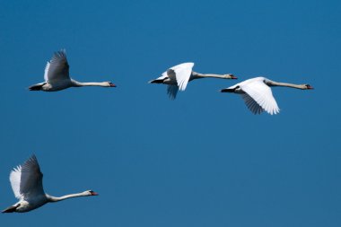 Tuna Deltası'nda sessiz Kuğu