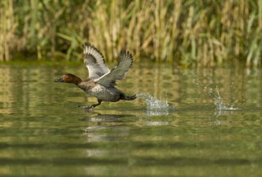 ortak pakta kalkış