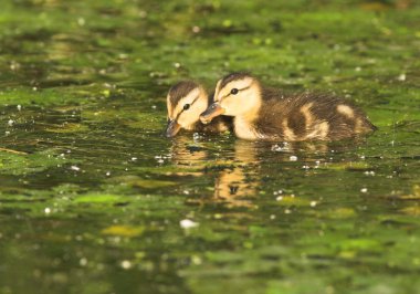 su ducklings yeşilbaş ördek