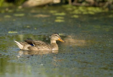 Tuna Deltası'nda yeşilbaş ördek