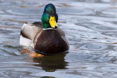 Yeşilbaş ördek (Anas platyrhynchos)
