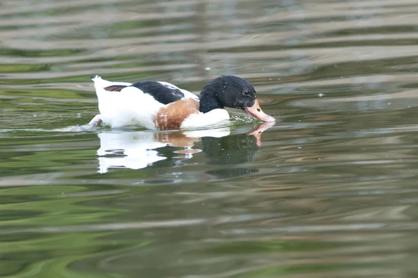 Κοινή shelduck — Φωτογραφία Αρχείου