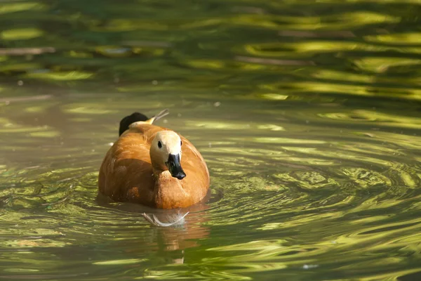 Ruddy Shelduck — Stock Photo, Image