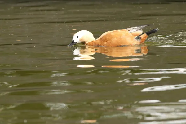 Ruddy Shelduck. — Fotografia de Stock