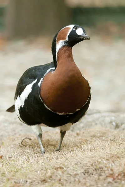 Rode breasted gans — Stockfoto