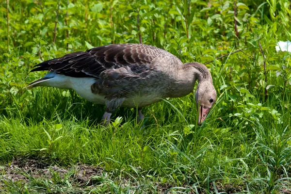 Greylag Goose in Danube Delta — Stock Photo, Image
