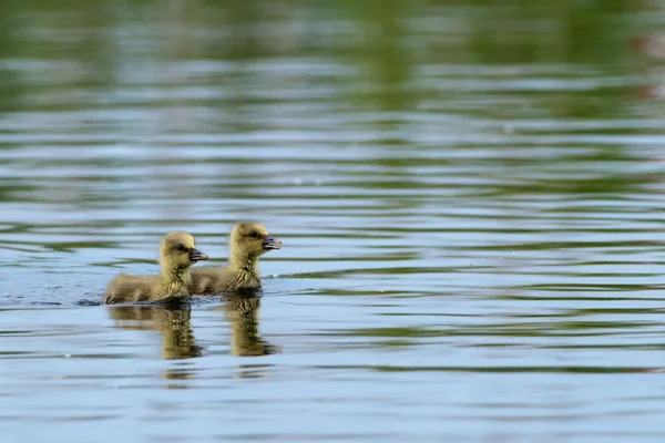 Goslings Greylag sobre a água em Delta do Danúbio — Fotografia de Stock