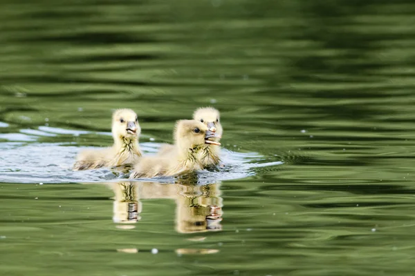 Goslings Greylag sobre el agua en el Delta del Danubio —  Fotos de Stock